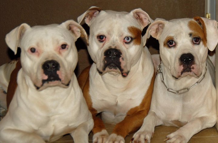 Norcal's Malo with son Ajax and daughter Luna