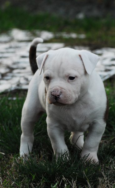 American Bulldog Puppy