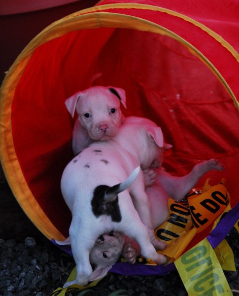 American bulldog puppies hanging out in an agility tunnel