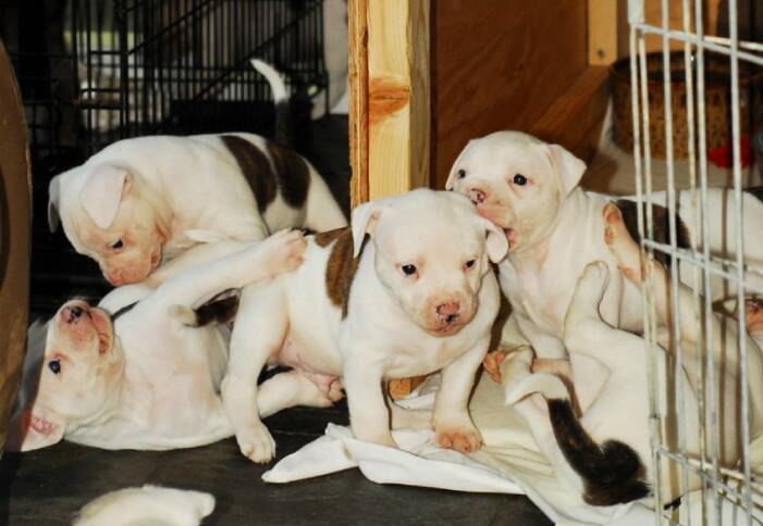 American Bulldog puppies