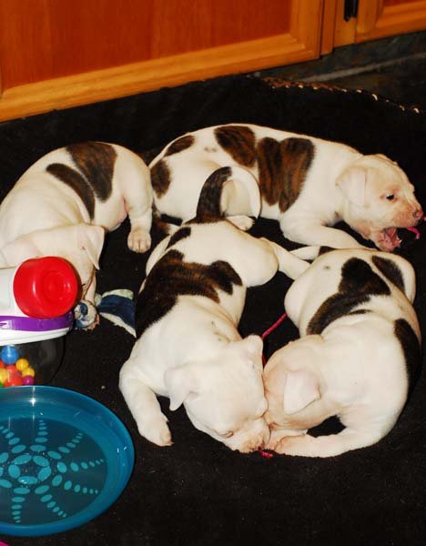 Norcal's American bulldog puppies are raised inside our house