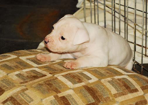 Norcal's Ameircan bulldog puppies get lots of socialization