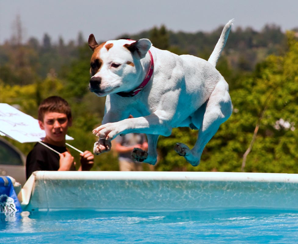 Pink's favorite sport dock jumping!