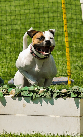 Pink doing UKC agility