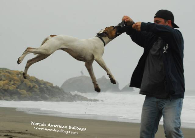 Pink playing tug at the beach