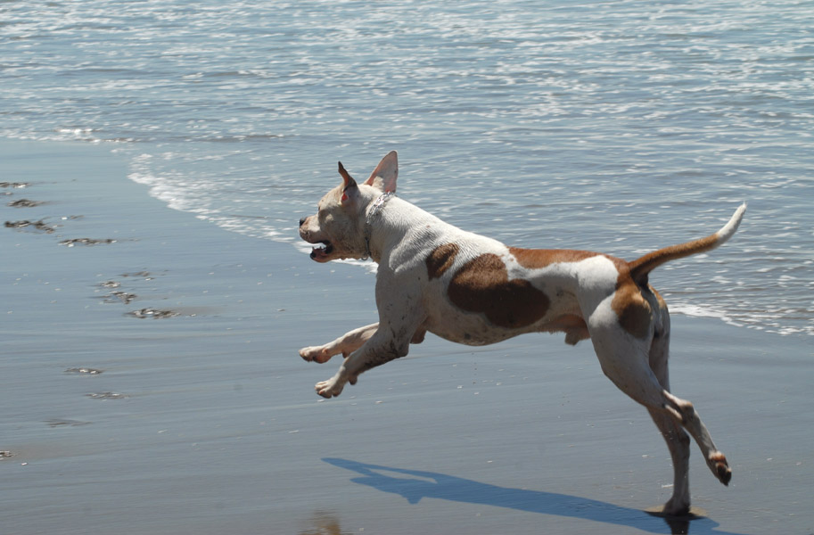 Ajax running down the beach