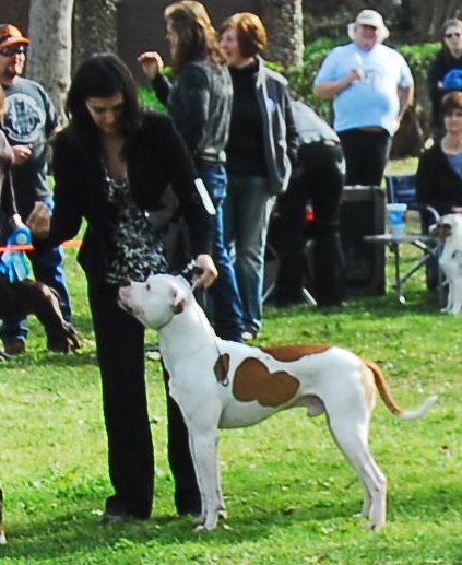 Ajax American Bulldog Conformation perfect stack