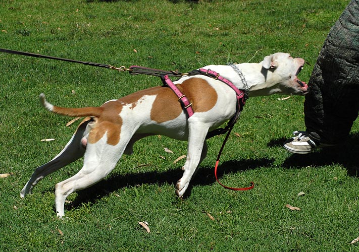 Ajax - American Bulldog leg bite