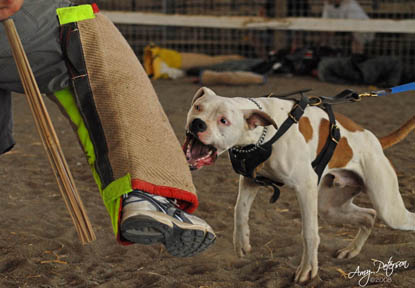 American Bulldogs that excel at protection sports - Norcal's Ajax Malo x Missde