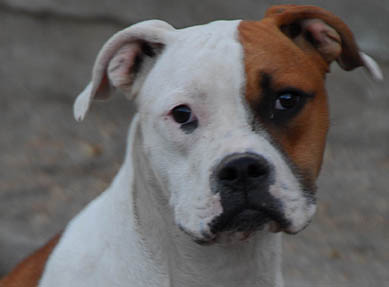 Hybrid American Bulldog - Norcal's Ariya