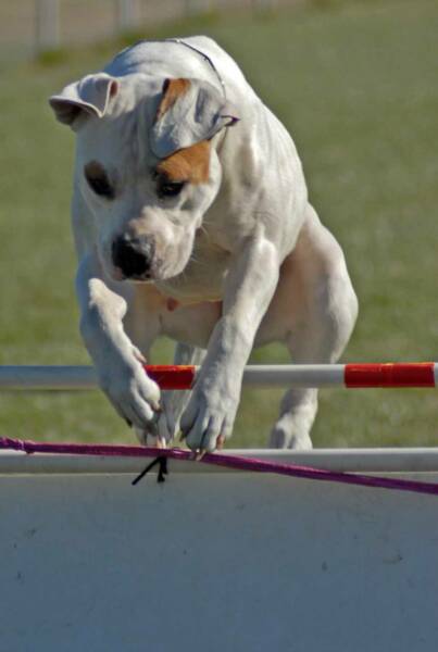 Copyright Amy Peterson 2007