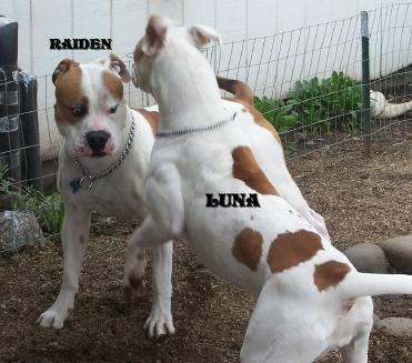 Luna and littermate brother Raiden