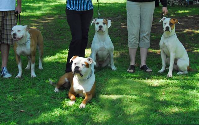 American Bulldog Norcal's Malo with three of his duaghters from seperate breedings