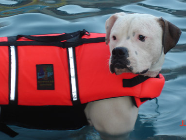 American bulldogs love water! Malo x Missde