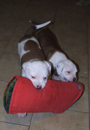 Puppies with sleeve