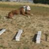 Malo working on long jumps. Preinjury