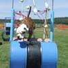 Malo during the obstacle course at the 1st West Coast NKC show at the Oliva's. 