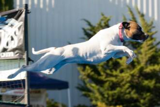 American Bulldog Pink dock diving with splash dogs!